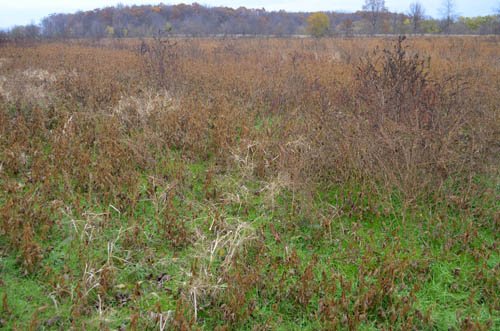 Property photo 36 - 80 Acres & Home - Property Offered in 4 Tracts from 2.3 to 30.0 Acres